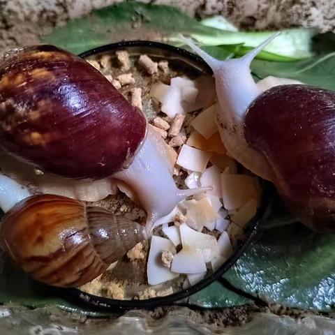 白玉蜗牛养成记