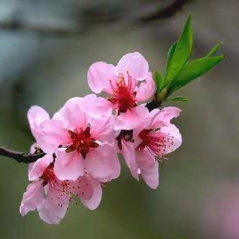 朱刘街道万山幼儿园中班社会实践系列活动之二十《桃花朵朵开》+安全教育