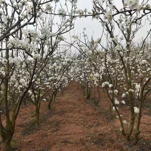 研和南厂万株梨花   阳春白雪映春色