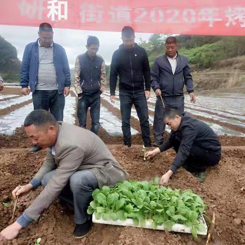 研和街道：抢抓时令烤烟移栽忙