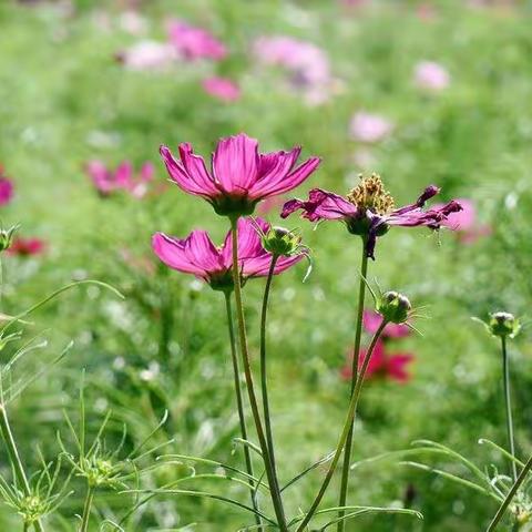 北京世博园里的花卉