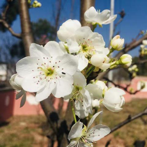 校园春已到 教研花盛开——鹿城小学小花校区语文组第二次教研活动