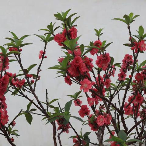 立春日咏花组诗