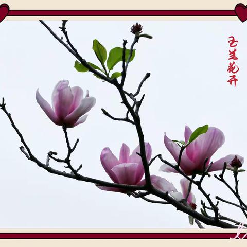 早春赏玉兰