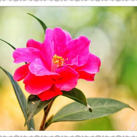 百花闹春