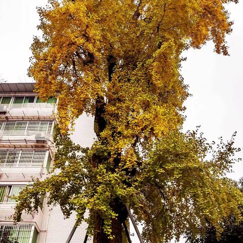 分享实拍：兴文古宋街道500年银杏和数十年银杏，一片金黄，冬天的景观！超美！！