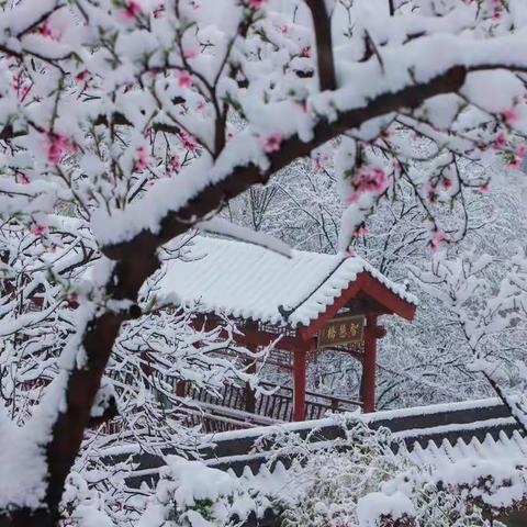 登高踏青古武当 邂逅最美桃花仙子