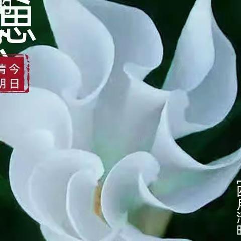 又是一年清明节