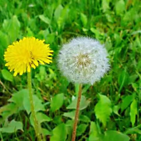 蒲公英的记忆