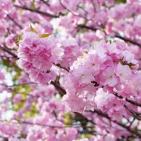 四月樱花妖，上下看不足