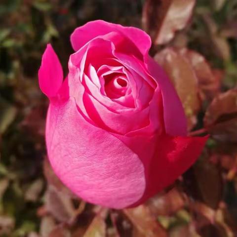 美麗的夜晚——我和她