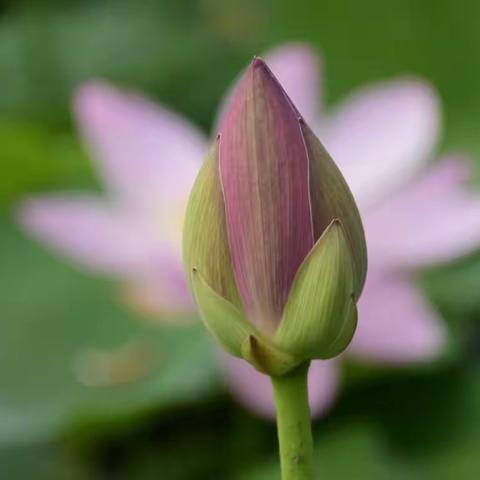 明日何其多（微小说）