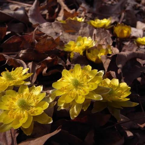 春回大地 冰凌花开