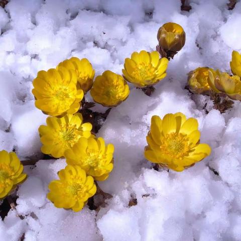 早春艳色——2019冰凌花盛开