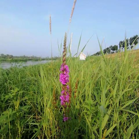 松花江畔的夏日风光