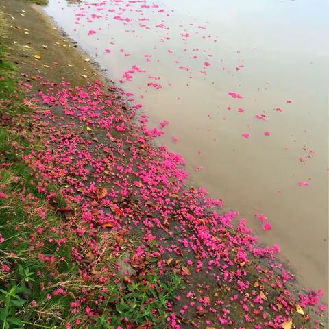 落花流水