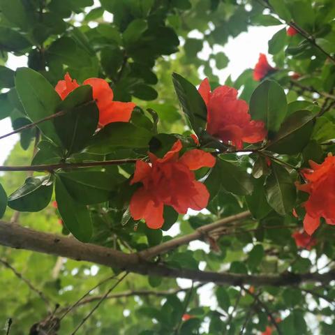 石榴花开，浅夏渐来！