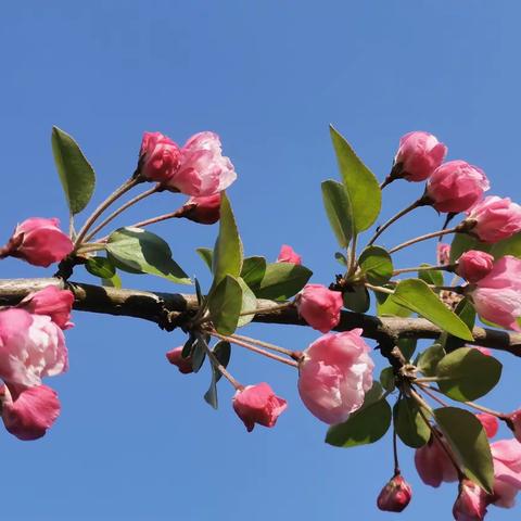 繁花似锦，海棠依旧！