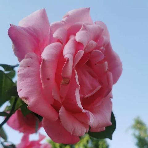 月季盛开，五颜六色，阵阵清香，心旷神怡！