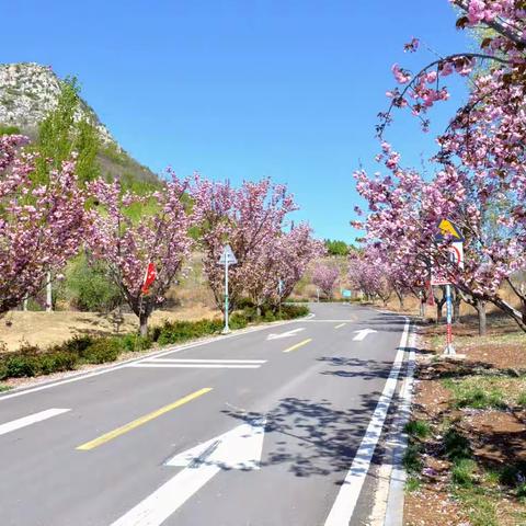 最美风景在夹山，樱花盛开春无边。