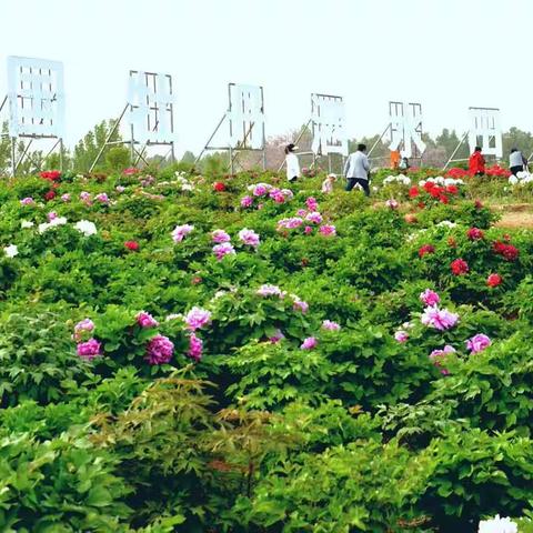 美丽四月春意盎然，伴随着徐徐春风，牡丹园的牡丹花竞相绽放。闲暇之余，游人如织，倩影成双，花香袭人，美不胜收。