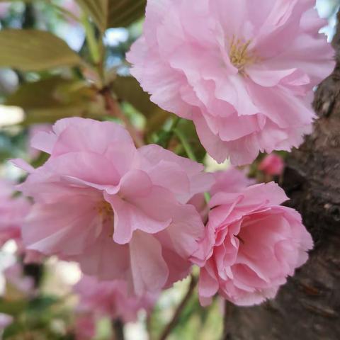 一花一树来婆娑，坐者行者都吟哦；倾城看花奈花何，人人同唱樱花歌。