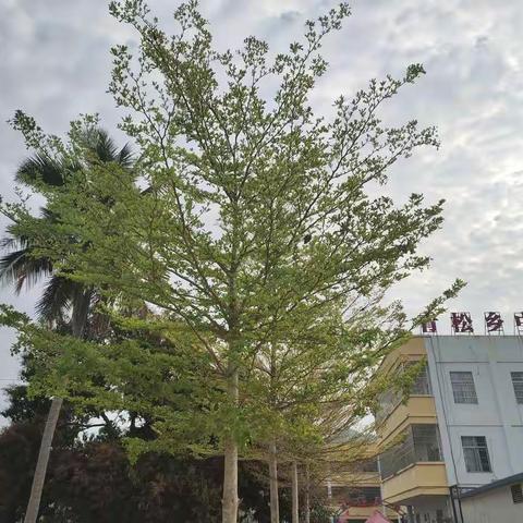 白沙黎族自治县青松乡中心幼儿园——“五一”假期安全教育主题活动