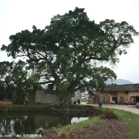 一汪碧水藏流年