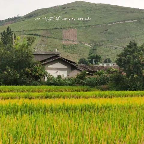 兴泉社区大力开展人居环境活动，打造生态宜居乡村。