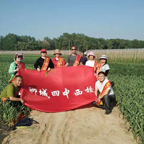 赠人玫瑰，手留余香---聊城四中西校教师志愿者，帮菜农提蒜苔，解农民燃眉之急。