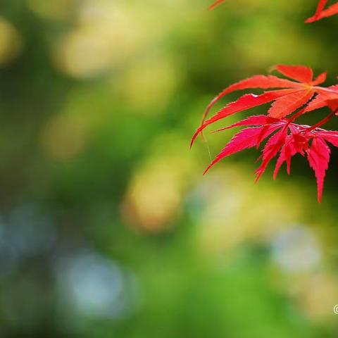 当秋风渐渐凉爽 那便是秋天—小诸葛幼儿园中二班