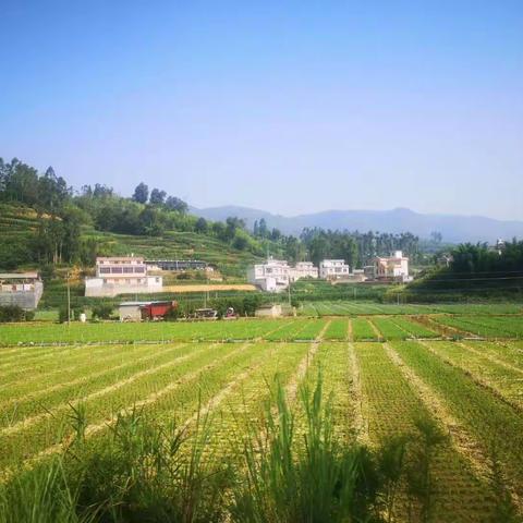 极力配合镇上创卫工作   倾心为民办好实事——【驻西边社区驻村工作队十月工作纪实】