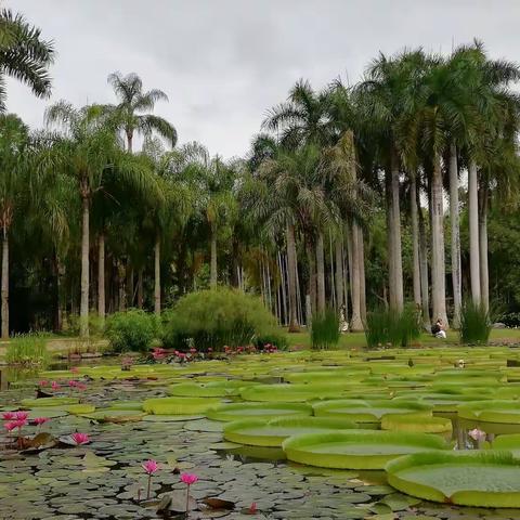 中科院植物园20210628