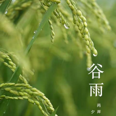 谷雨•春天的最后一次回眸