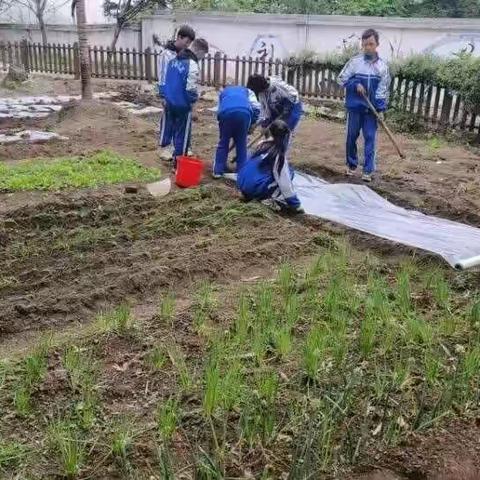 馄饨里的“青葱”......