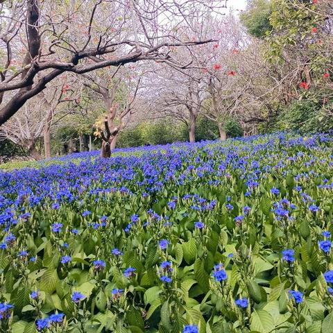 【园容管理周报】笔架山公园2025年2月第3周工作汇报