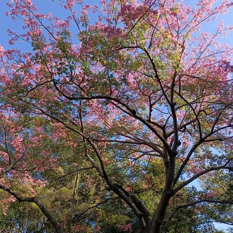 【园容管理周报】笔架山公园2024年11月第4周工作汇报