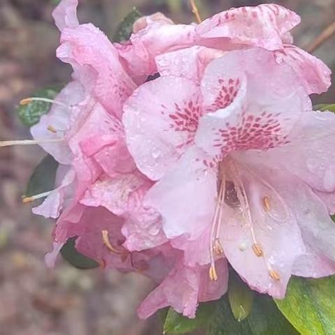 【园容管理周报】笔架山公园2025年2月第2周工作汇报