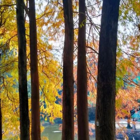 【园容管理周报】笔架山公园2025年1月第2周工作汇报