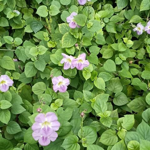 【园容管理周报】笔架山公园2024年11月第3周工作汇报