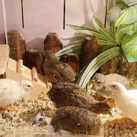 养鸡记——芦丁鸡（宁波市实验学校105班柳诗凡）