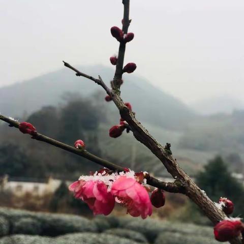 阳明温泉寻雪