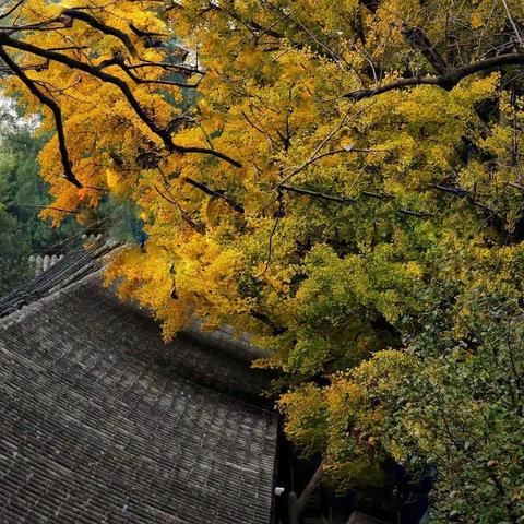 秋韵大觉寺