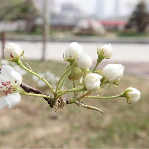 江南游