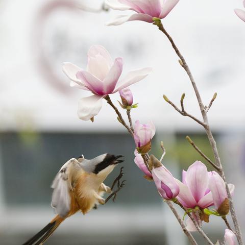 玉兰花上的伯劳鸟