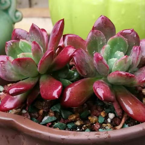 我和多肉的故事