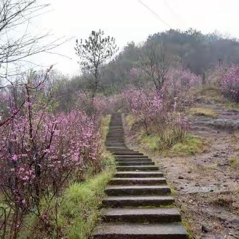 赴一场紫荆花之约