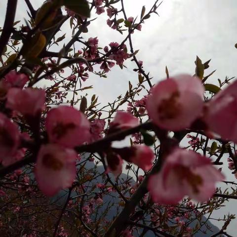 榔坪，美丽的家乡——木瓜花都