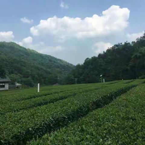 天然栗香尖尖茶，久泡汤绿水不浑