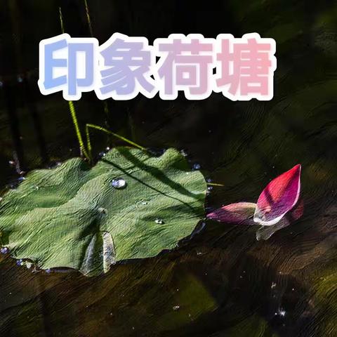 《印象荷塘》